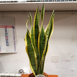 Sansevieria