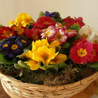 Un cestino colorato primule 