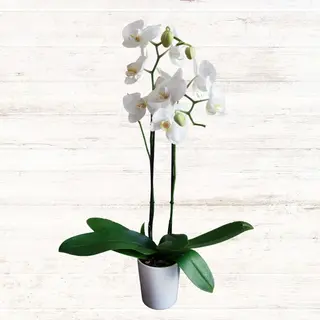 Orchidea - wybierz kolor