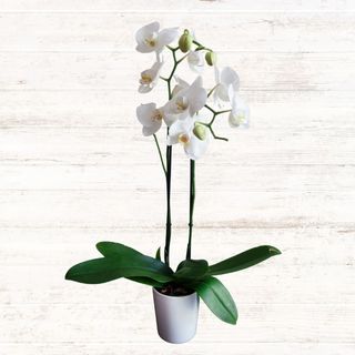 Orchidea - wybierz kolor