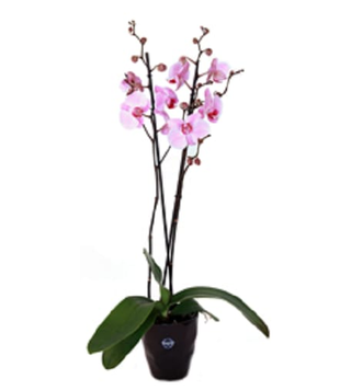 Vaso de Orquídea Diversos Tons