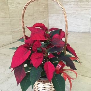 PLANTA DE NAVIDAD EN CESTA DE MIMBRE