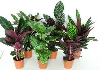 Maranta