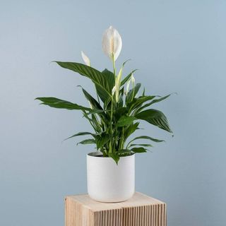 Spathiphyllum Con  Maceta Cerámica 
