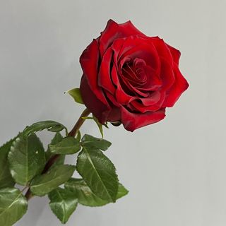 Троянда Експлоуер, 1 шт