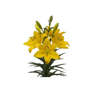 Lilium amarelo unidade 