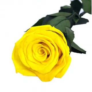Rosa Eterna Amarilla