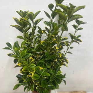 Euonymus japonicus ‘Livornese’