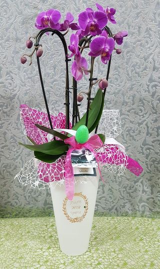 Orquídea Elegance "Pink Spring"