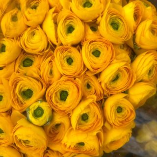 Ranunculus