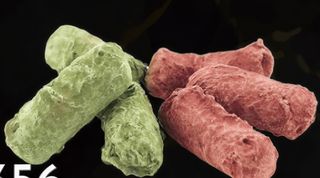 Trufa Japonés Verde (5 Ud)