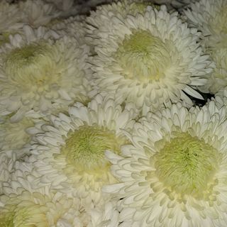 Crisantemo selecto snowdon