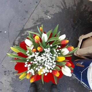 20 tulipani misto stagione