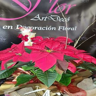 Poinsettia Decorada