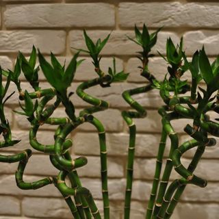 Bambus cu Noroc