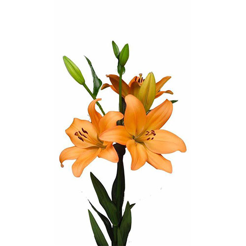 Flori