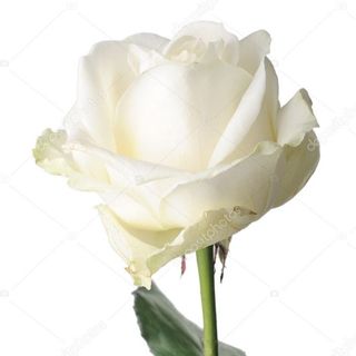 RÓŻA BIAŁA 50 SZTUK