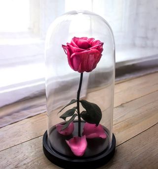 Trandafir criogenat roz, in cupola