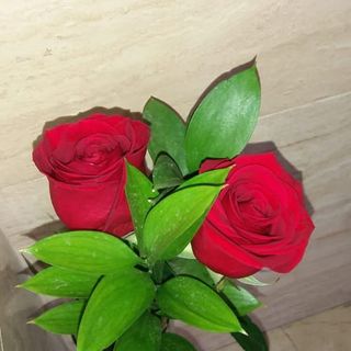 Rosas Rojas 2 Unidades
