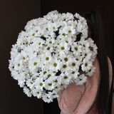 Хризантема ромашка, 1 шт