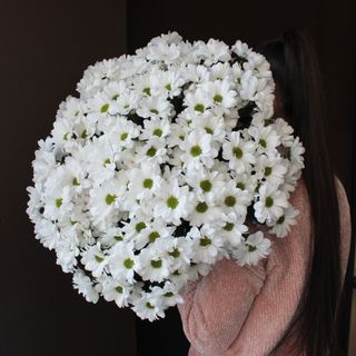 Хризантема ромашка, 1 шт