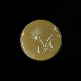 Kombucha Cúrcuma y Jengibre