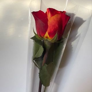 (1 )rose orange.rose.blanc.orange.fuchsia 