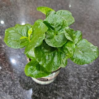 Pianta caffè'in tazzina