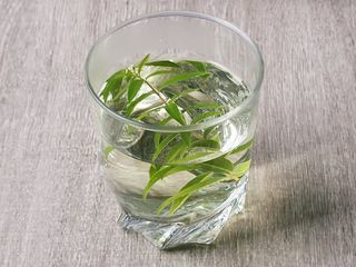 Verveine nature / Lait