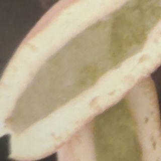 446. Dorayaki De Té Verde (1 Pza.)