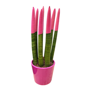 Sansevieria cylindrica media