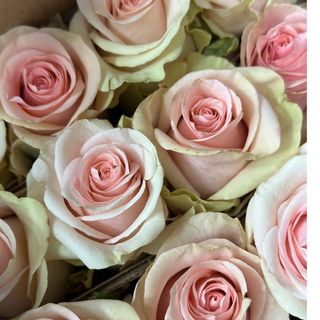 Троянда "Salma"