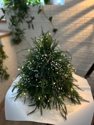 კონას ნაძვის ხე