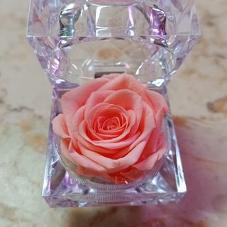 Rosa preservada  salmão em caixa 