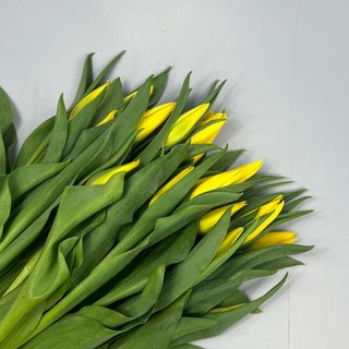 Bukiet z tulipanów żółtych 