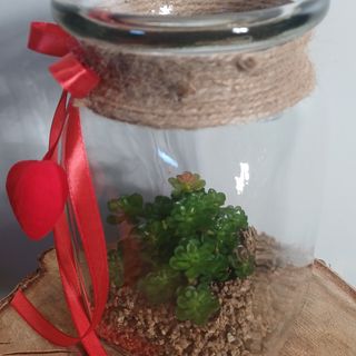Vrtić succulent u staklu 2
