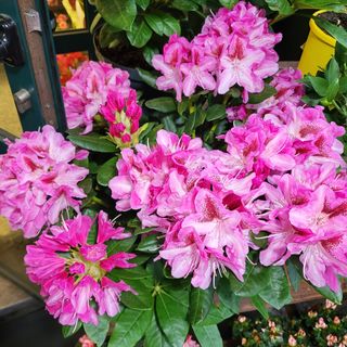 Piante di Rododendro 