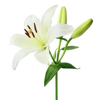 Lilium Oriental Blanco Unidad