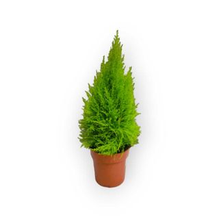 Cupressus - Pinheiro Natural