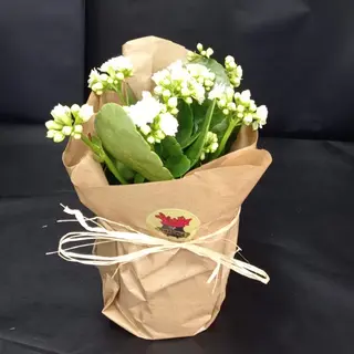 Kalanchoe
