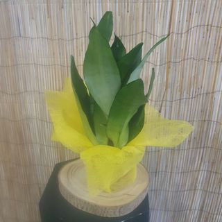 Sansevieria Moonshine