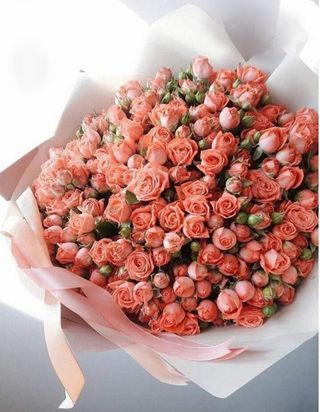  ჯუჯა ვარდი