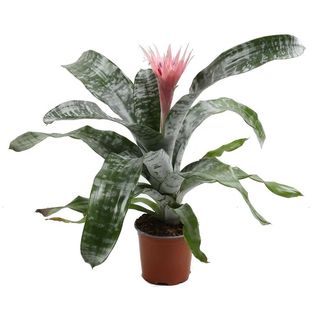 Planta Aechmea