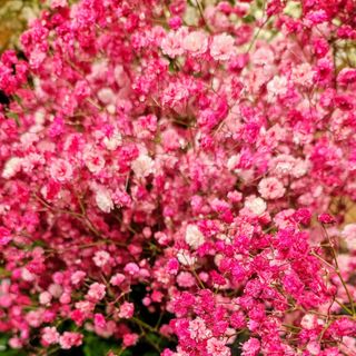 Ramo Paniculata Roja