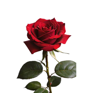 Rosa vermelha 