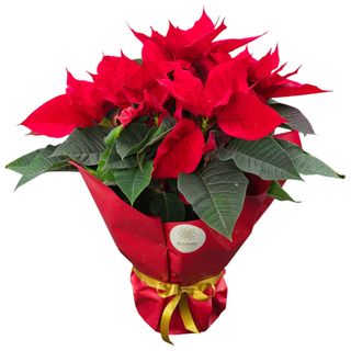 Craciunita sau Euphorbia