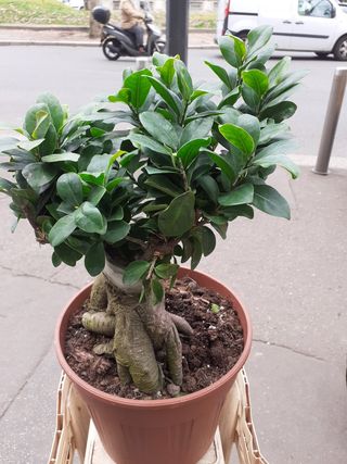 Bonsai japonese