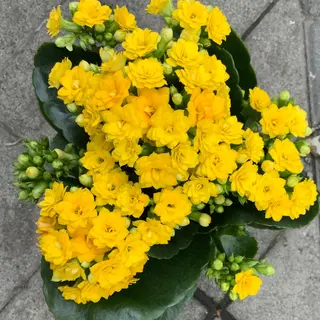 Kalanchoe Amarilla Planta