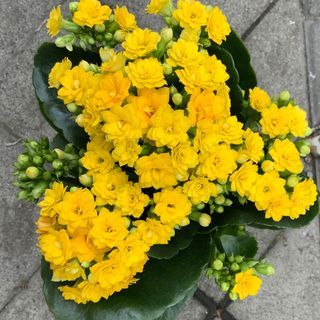 Kalanchoe Amarilla Planta