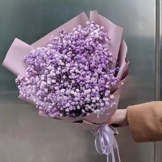 Gipsophila violet